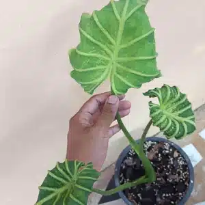 Colocasia esculenta 'Goddess'