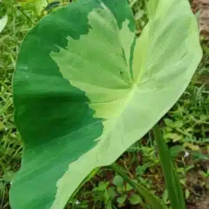 Colocasia esculenta 'Golden Emerald'