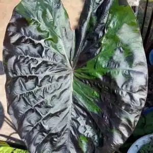 Colocasia esculenta 'Green Tiger'