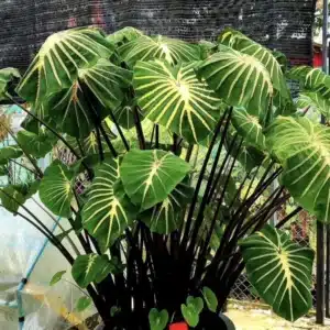 Colocasia esculenta 'Jade Magma'