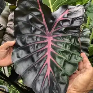 Colocasia esculenta 'Jubilee'