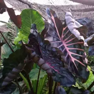Colocasia esculenta 'Jubilee' foliage