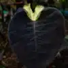Colocasia esculenta 'Lunar Eclipse'