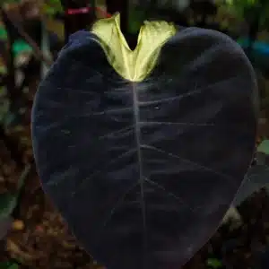 Colocasia esculenta 'Lunar Eclipse'