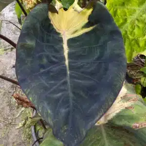 Colocasia esculenta 'Lunar Eclipse' foliage