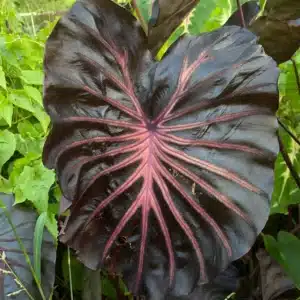 Colocasia esculenta 'Maleficent' foliage