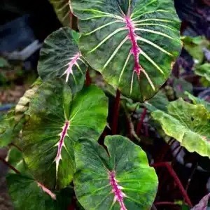 Colocasia esculenta 'Megamaster'