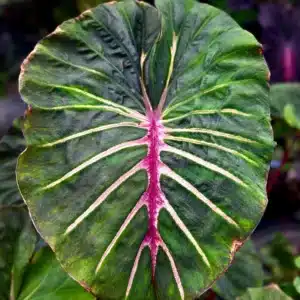 Colocasia esculenta 'Megamaster'