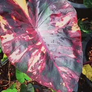 Colocasia esculenta 'Morning Star'