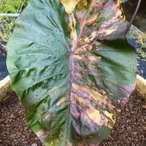 Colocasia esculenta 'Morning Star' foliage