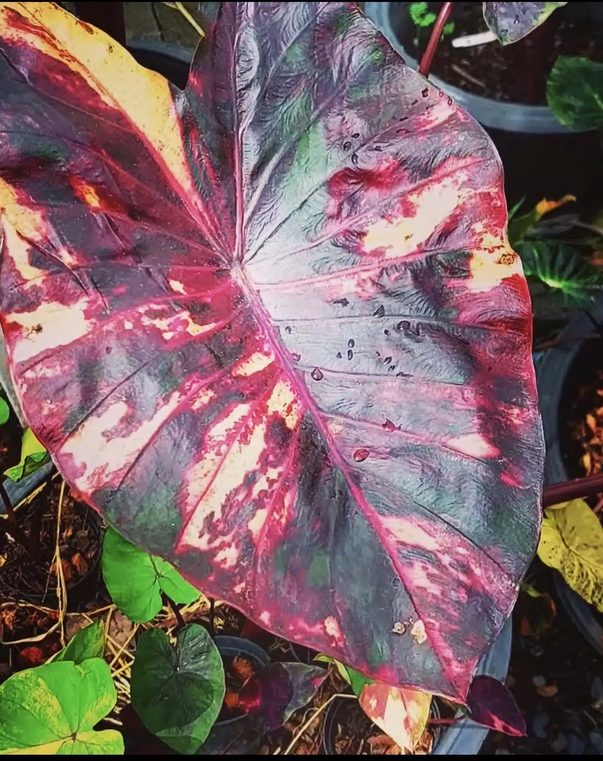 Colocasia esculenta 'Morning Star'