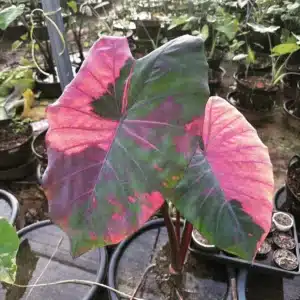 Colocasia esculenta 'Nub Dow'