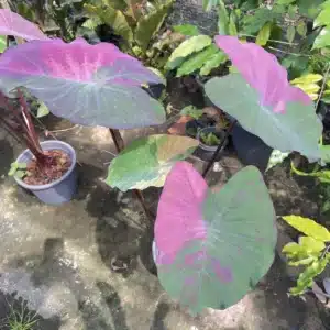 Colocasia esculenta 'Nub Dow'