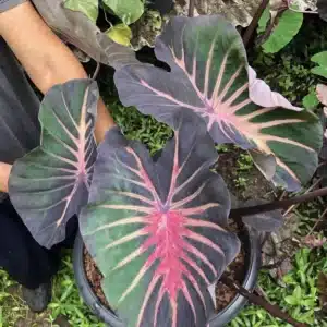 Colocasia esculenta 'Pana Asmala'