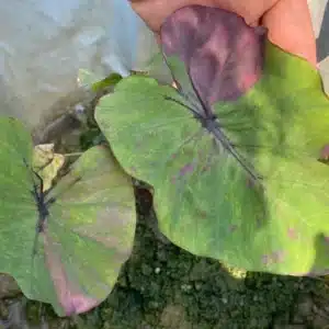 Colocasia esculenta 'Pharaoh’mask' Pink Variegated