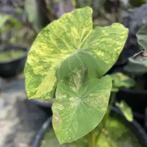 Colocasia esculenta 'Phet Sam Yot'
