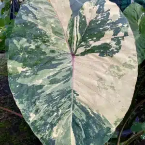 Colocasia esculenta 'Phetkhiri'