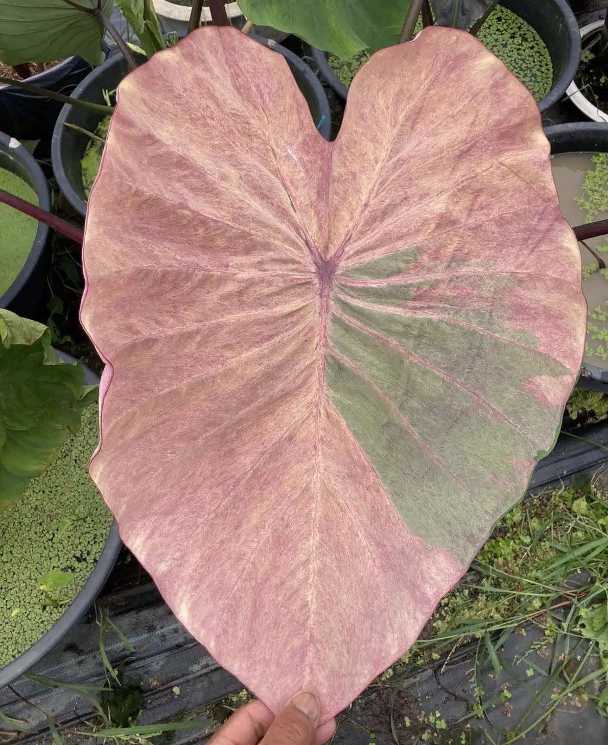 Colocasia esculenta 'Phra Saeng Pink' - Tropics @Home