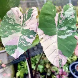 Colocasia esculenta 'Pink Star'