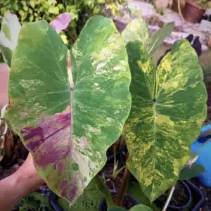 Colocasia esculenta 'Siam Wonderful'