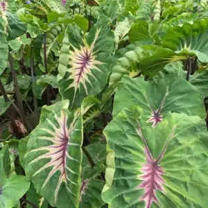 Colocasia esculenta 'Siren sunmoon'