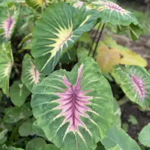 Colocasia esculenta 'Siren sunmoon' foliage