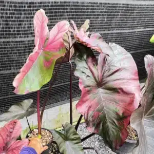 Colocasia esculenta 'Suksathit Pink'