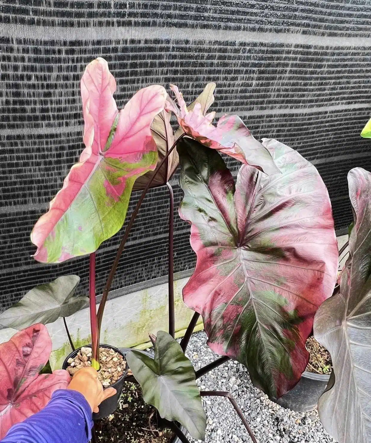 希少 美斑】 コロカシア ファーストピンク colocasia first pink