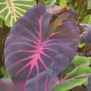 Colocasia esculenta 'Sweet Pastel'
