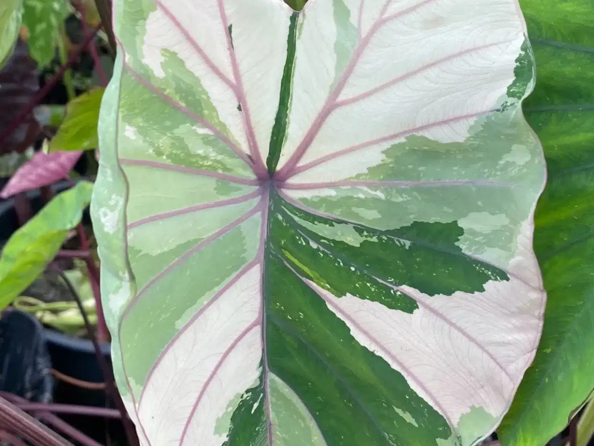 希少 コロカシア ピンクサファイア Pink Sapphire 観葉植物 希少 コロカシア ピンクサファイア Pink Sapphire 観葉植物