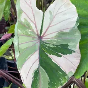 Colocasia esculenta Taro 'Pink Sapphire'