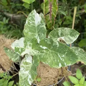Colocasia esculenta 'Thailand gigante'
