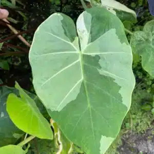 Colocasia esculenta 'Thailand gigante' foliage