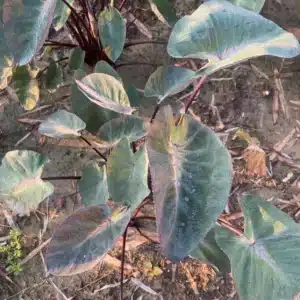 Colocasia esculenta 'Tropical Storm'