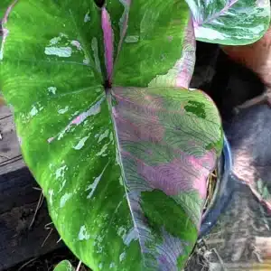 Colocasia esculenta 'Uengjumon' foliage