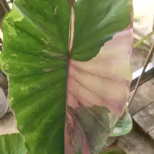Colocasia esculenta 'Uengjumon' for sale
