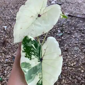 Colocasia esculenta 'White Pharaoh'