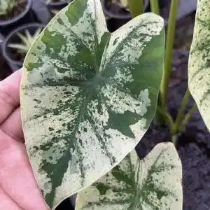 Colocasia esculenta 'White Wizard'