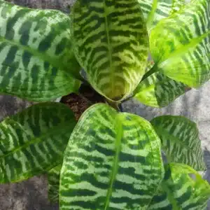 Buy Dracaena goldieana online