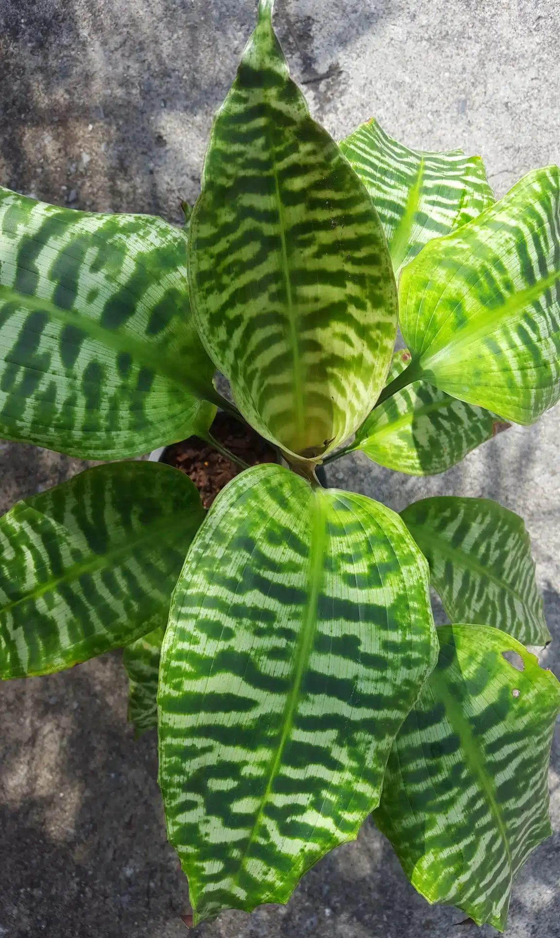 Dracaena goldieana - Tropics @Home