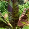 Musa 'Red Siam' (Daeng Siam) variegated banana