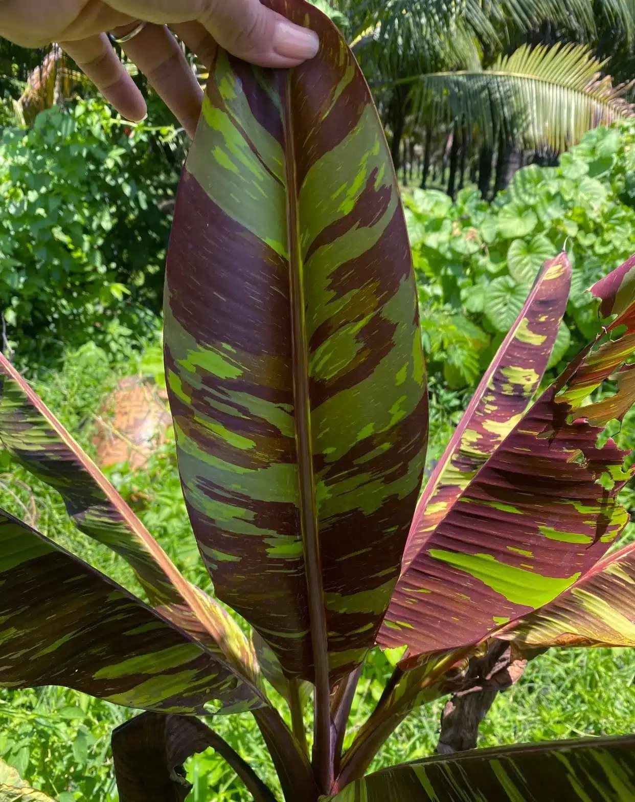 Musa 'Red Siam' (Daeng Siam) variegated banana