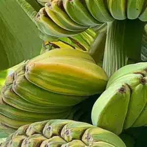 Musa 'Praying Hands' variegated (Thep Phanom) fruits