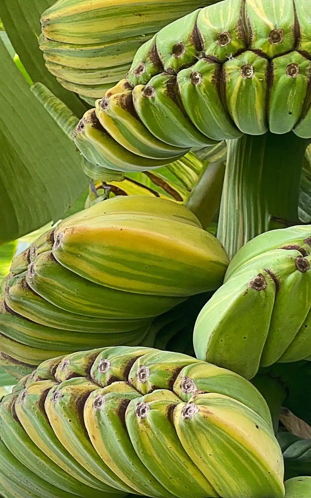Musa 'Praying Hands' variegated (Thep Phanom) fruits