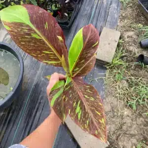 Musa 'Red Siam' variegated banana