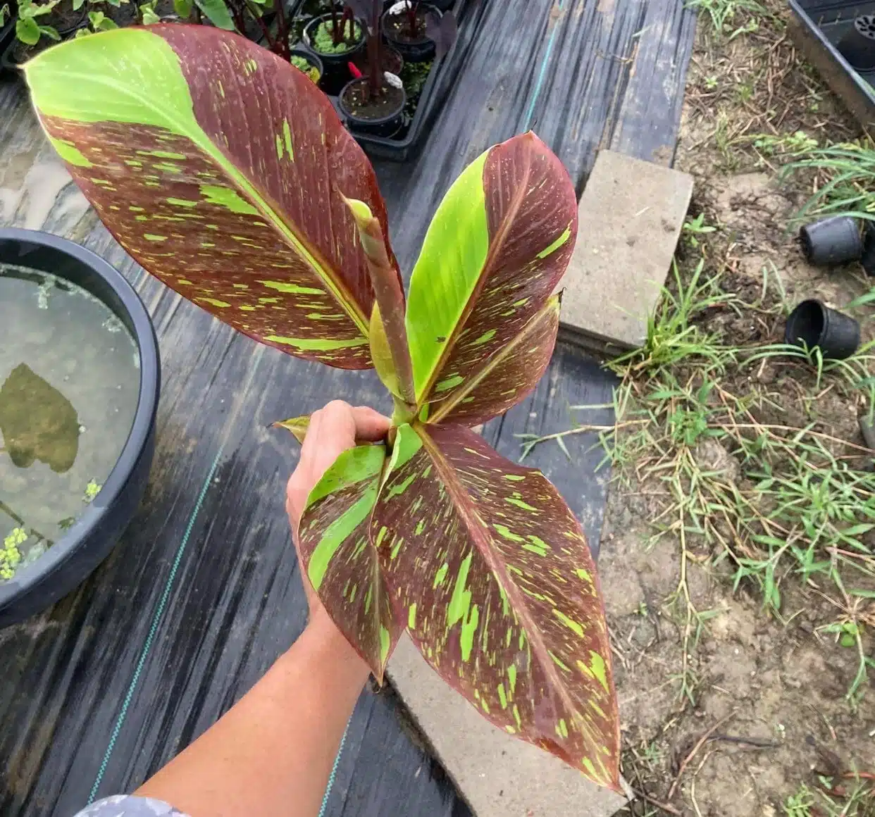 Musa 'Red Siam' variegated banana