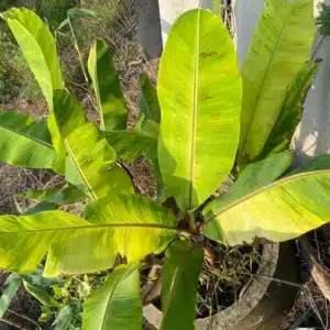 Musa (banana) 'Leb Mu Nang'