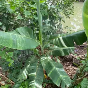 その他観葉植物 Musa Wah Kom Mint Musa Wah Kom Mint