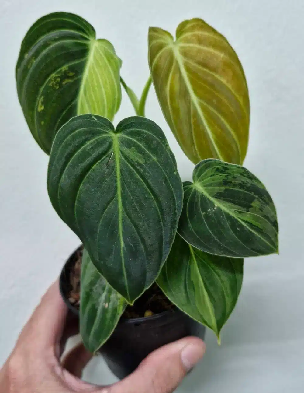 Philodendron melanochrysum variegated