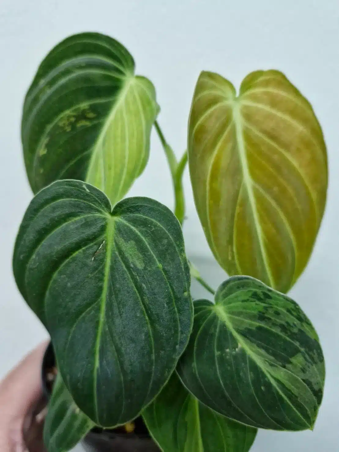 Philodendron melanochrysum variegatum